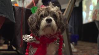BlogPaws Conferences Are Pet Friendly!