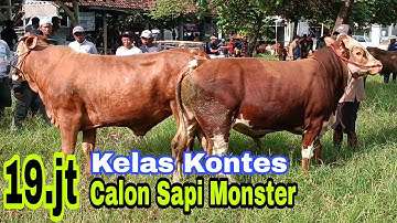 19 juta!! Kelas Kontes Calon Sapi Monster Jadi Rebuta Pedagang Lokal!! Pasar Jember !! Sapi Mulyono
