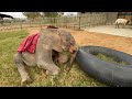 A Baby Elephant & Her Tyre | Khanyisa Has an Exciting Morning of Fun and Games