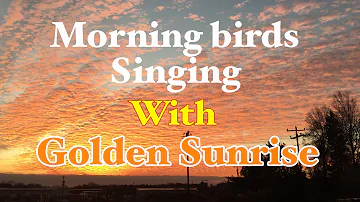 Morning birds singing with golden sunrise