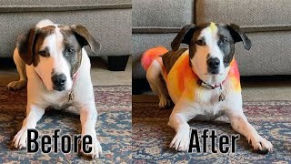 Barry the Mountain Cur Mix gets a New Look! by It's a Wonderful Life with Pets! 106 views 2 years ago 3 minutes, 25 seconds