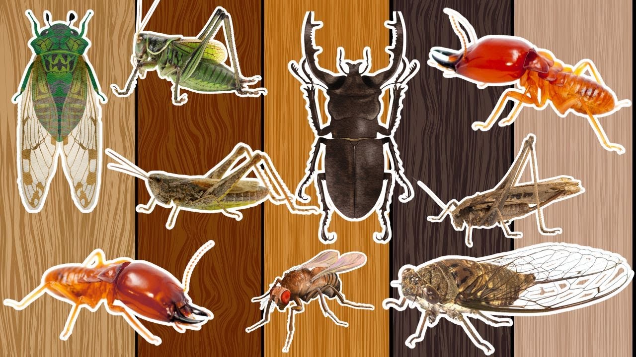 Малыши изучают английский язык. Насекомые.