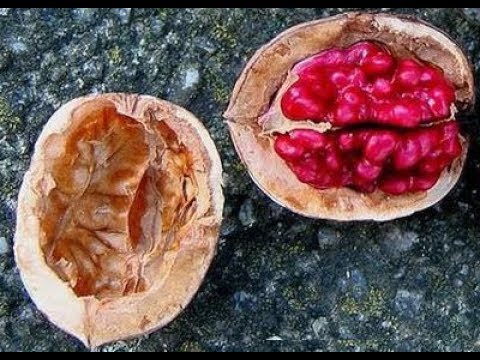 Красный грецкий орех