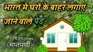 2 साल में शानदार छाया देगा ये पेड़ - #1सप्तपर्णी || Alstonia Scholaris || Best Home Decor Tree