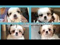 Shih Tzu Puppy Transformation from 5 Weeks to 18 Weeks Old
