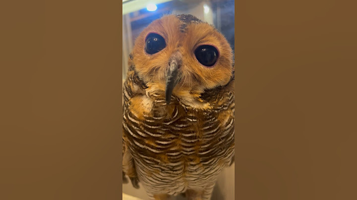 Love your pet, Bibib the Owl!🦉❤️