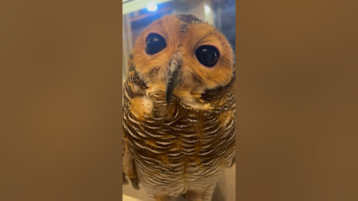 Love your pet, Bibib the Owl!🦉❤️