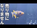 メダカ屋さんならたぶん…仕入れない子