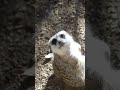 Hello, Meerkats!