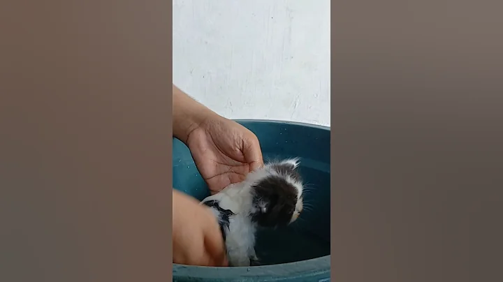 Watch the video about CARA GROOMING KITTEN