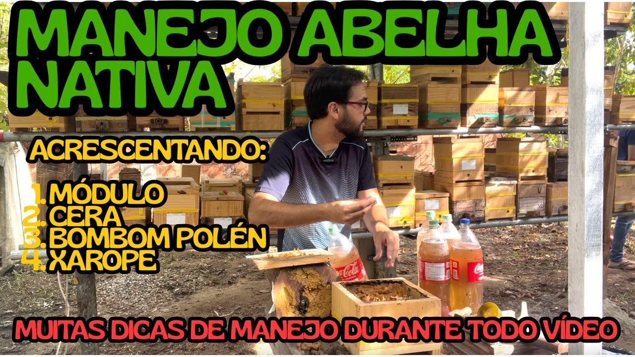 MANEJO ABELHA NATIVA SEM FERRÃO - ALIMENTAÇÃO - MÓDULO - PÓLEN - XAROPE - NÃO ERRE NUNCA MAIS