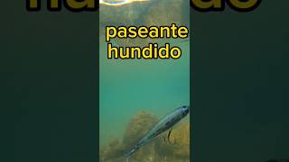 MOVIMIENTO DE PEQUEÑO SEÑUELO HUNDIDO -( DUEL TWITCHBAIT 70 ) #pesca #señuelos #lubina #lobinas