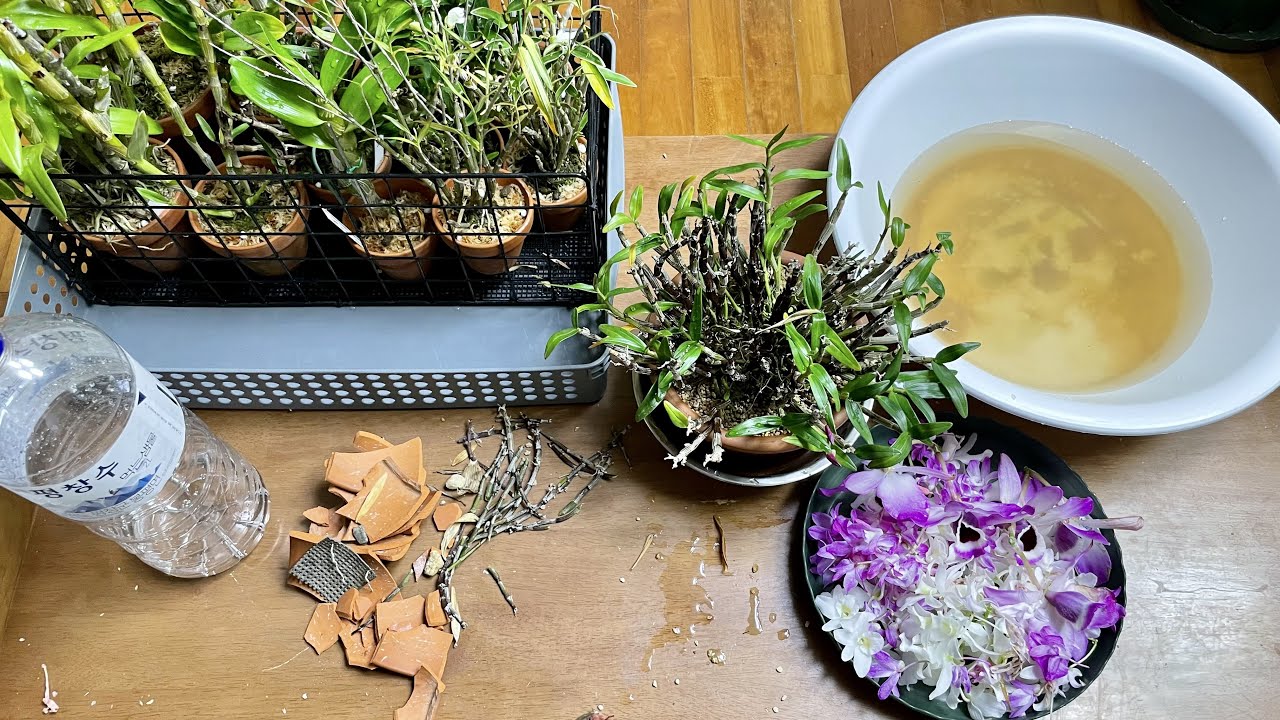 대주석곡 마사토 분갈이 #23 (22-04-02) 게릴라 라방ㅋㅋ