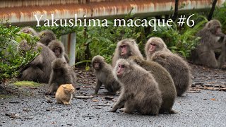 Yakushima macaque #6