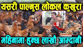 लोकल​ कुखुरा य​स​री पाल्नुस​,हेर्नुस म​हिनामै लाखौ आम्दानी Local kukhura palan in nepal,Chicken farm