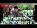 コケについて語る！藍藻の極意！〜トールマンTV〜