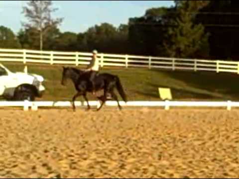 Tennessee Walking Horse Dressage