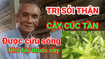 trị sỏi thận - cây thuốc quý cúc tần - cây từ bi - no phạm an giang