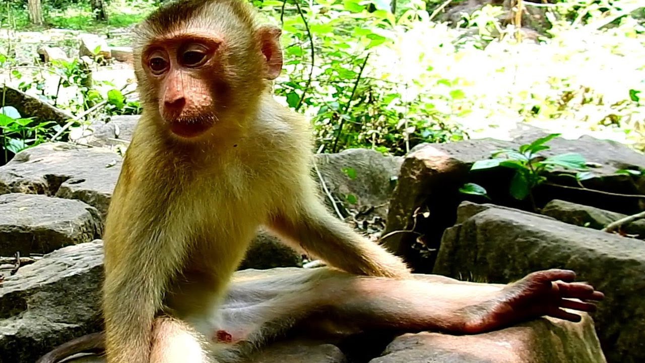 Wow my god looking cute baby monkeys in team sovana very a longly