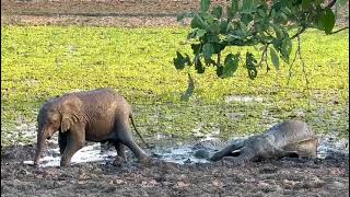 two baby elephants frolicking in the mud