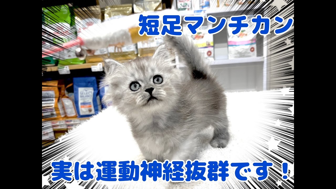 マンチカン 】実は運動神経抜群！猫界のスポーツカーの異名を持つ短足