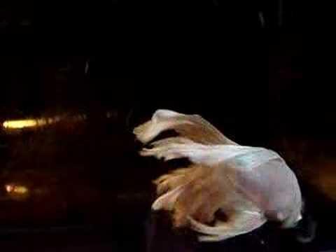 Betta Spawn 2