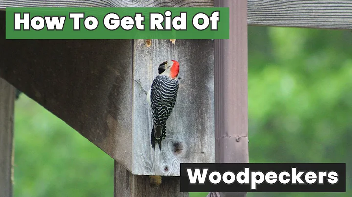 No More Damage! How to Get Rid of Woodpeckers FAST!
