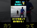 突如出現した鳥の群れ！魚をめがけて投げ続ける！ #shorts #釣りよかでしょう #釣りよか #釣り #fishing #カツオ