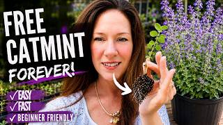 Free Catmint Forever!