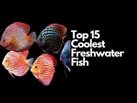 The Top 15 Coolest Freshwater Fish ????