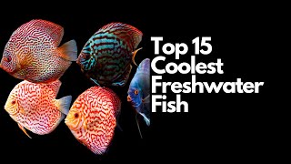 The Top 15 Coolest Freshwater Fish 🐠