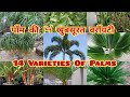 14 इंडोर पॉम / palms varieties / varieties of palm plants / varieties of palm trees / indoor plants