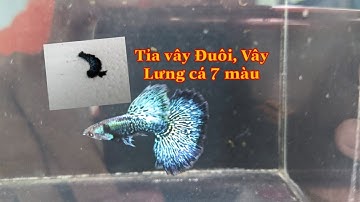 Tỉa Đuôi, vây Lưng cho cá 7 màu mới nhất 2021, anh em lưu ý - Thang Le Guppy Farm
