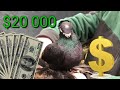 $20 000 баксов! Двухчубые голуби. Tauben. Pigeons. Palomas. Pombos. 비둘기.