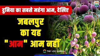 Jabalpur | दुनिया का सबसे महंगा आम 🥭, देखिए #jabalpur #mango