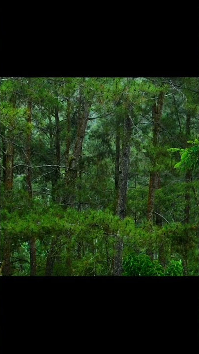 Suara Tonggeret di Hutan | Suara Garengpung | Cicadas Sounds Effect | Tropical Forest Ambience