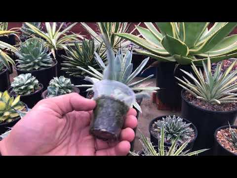 Видео: Можете ли да отрежете ствола на агаве?