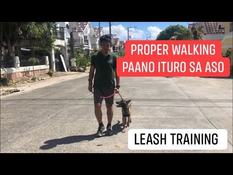 Video: Paano Upang Sanayin Ang Isang Rottweiler