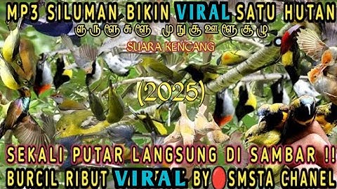 Mp3 pikat burung kecil paling ampuh MP3 2025 paling jitu paling bisa di andalkan