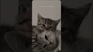 Download Lagu Shania Twain - You're Still the One (lyrics) Cover by: Teddy Swims #lyricvideo #music #chill MP3