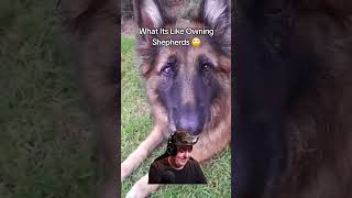 What It's like Owning Shepherds #dog #dogowner #funny #shorts #short #fyp #shortvideo #puppy