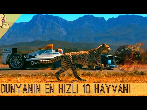 Dünyanın En Hızlı 10 Hayvanı (Çita mı) #aslan #köpek #dünyanın