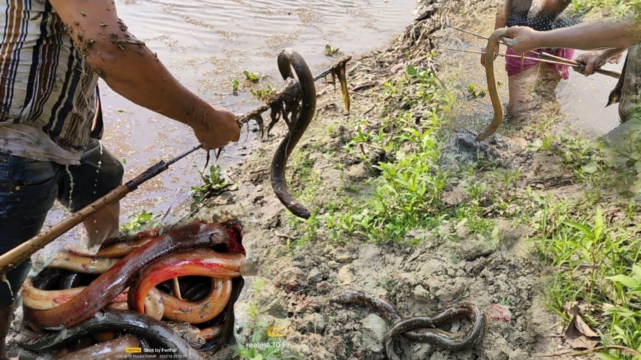 Amaging fishing desi local style catching big Anakonda fish Jungle