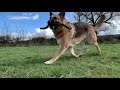 Doggie are members of your family. Do you want your family to be safe and professionally cared? We provide such services to you and your four-legged friend.