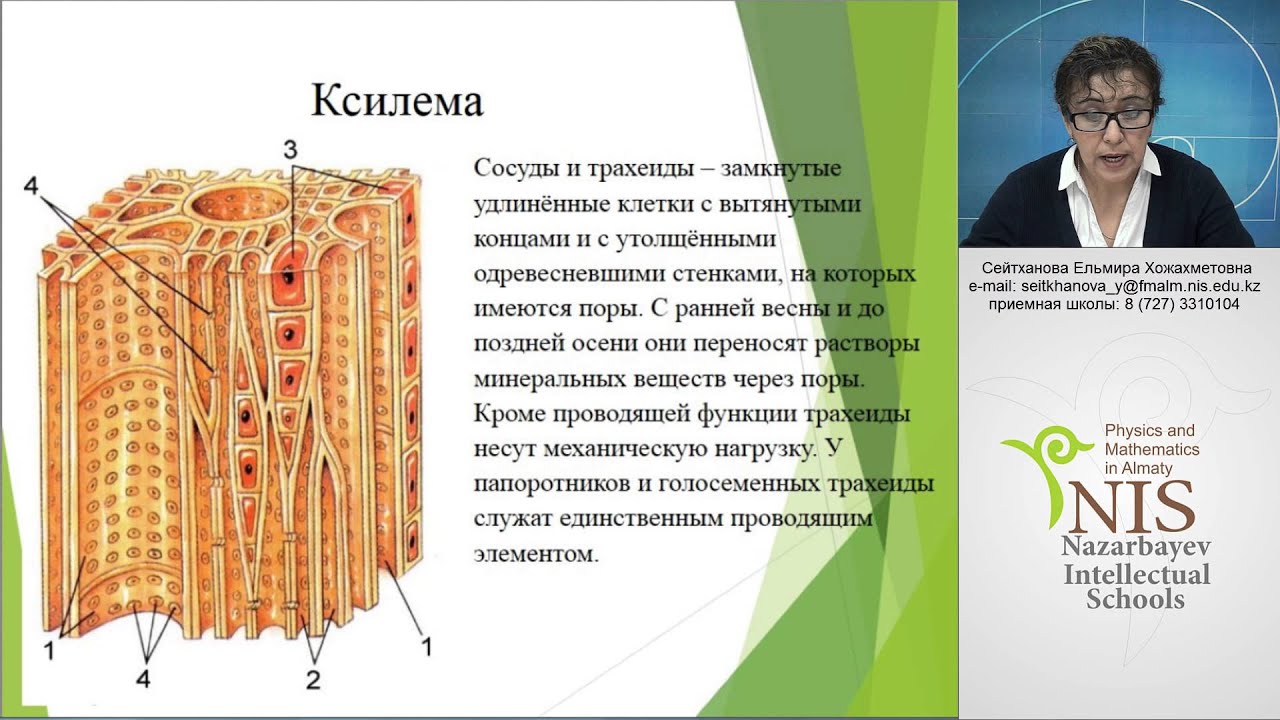 В каком процессе участвуют сосуды и трахеиды. Сосуды и трахеиды. функции сосудов и трахеид. физиология древесных. транспорт у растений.