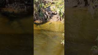 Crystal River Alligator on the hunt.