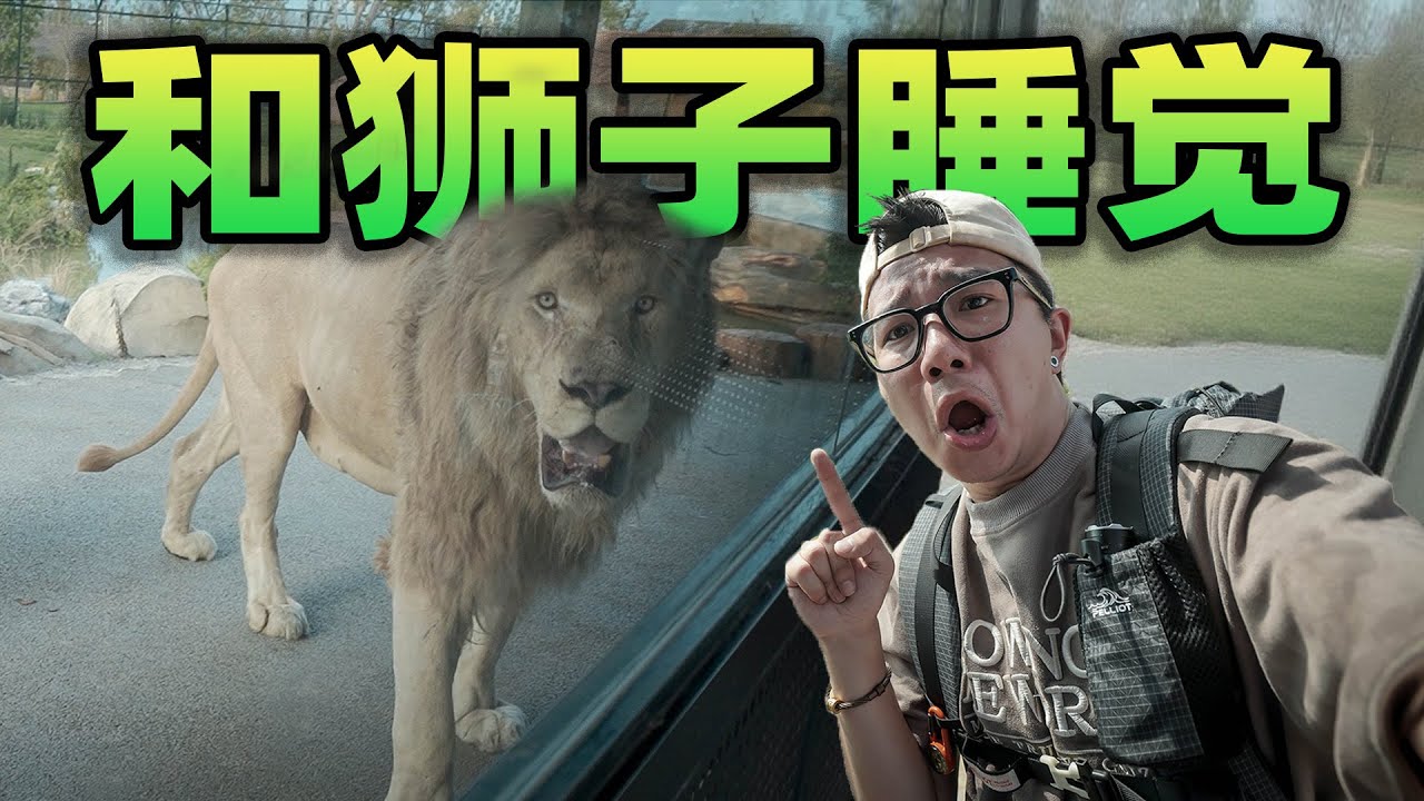 挑战和狮子一起过夜？我还在狮王旁边，一整晚胆战心惊！