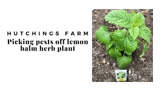 Picking pests off my herb plants 3 Pests That Attack Herb Plants