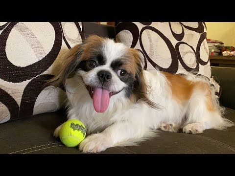 Video: Cómo Entrenar A Un Pequinés