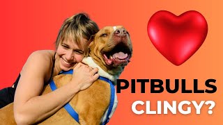 Why Are Pit Bulls So Clingy? 🐾 Understanding PitBull Behavior